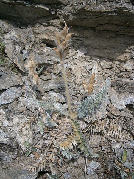 File:Oxytropis fetida 02.JPG