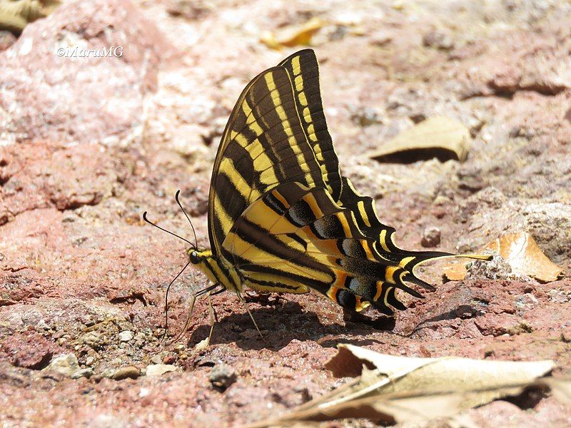 File:Papilio pilumnus 90633620.jpg