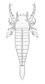 Schematic reconstruction of Pentecopterus decorahensis