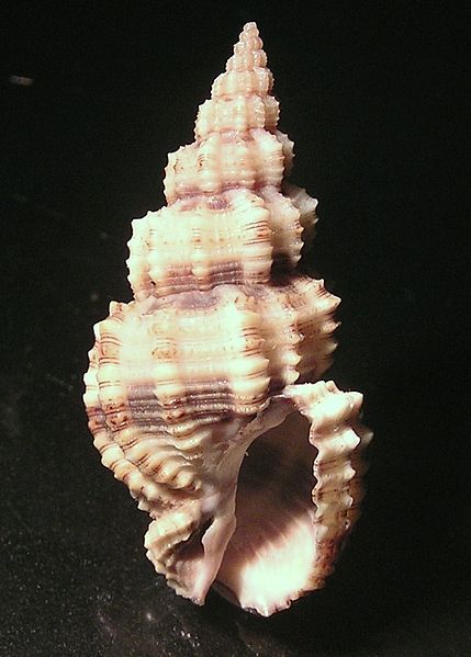 File:Phos muriculatus 002.jpg