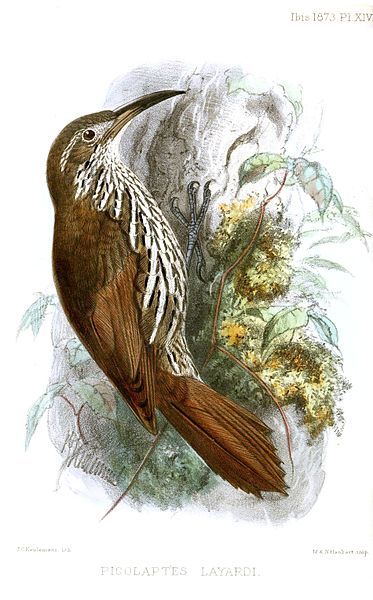 File:PicolaptesLayardiKeulemans.jpg