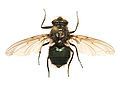 Calliphoridae sp.