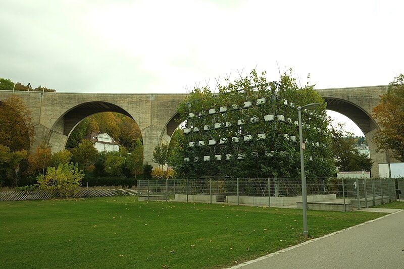 File:Plane tree cube.jpg