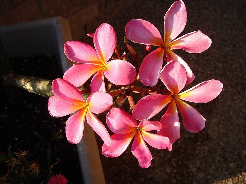 File:Plumeria pink.jpg