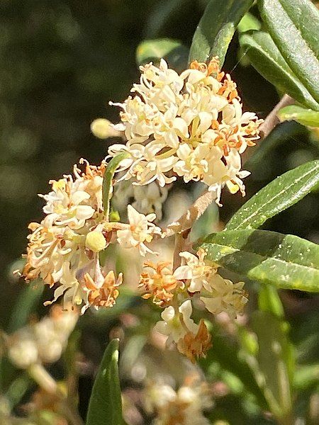 File:Pomaderris adnata flowers.jpg