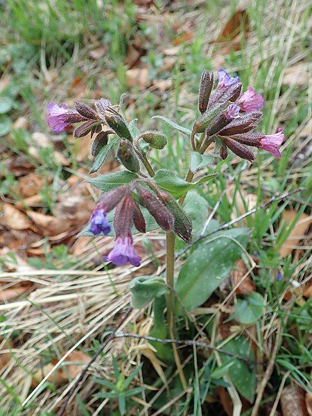 File:Pulmonaire affine Lozère.jpg