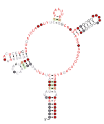 RAGATH-7-assoc Secondary structure taken from the Rfam database. Family RF03105