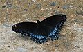 Red-spotted purple (Limenitis arthemis astyanax), Pennsylvania, United States