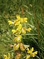 Rhinanthus minor