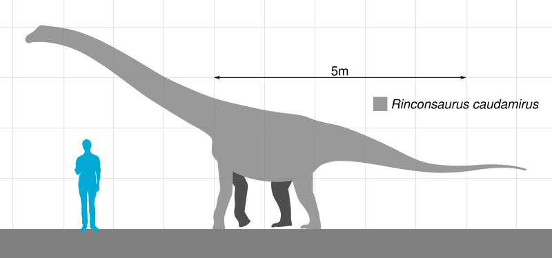 File:Rinconsaurus Scale.svg