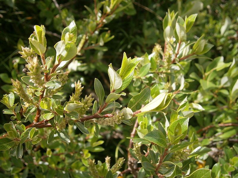 File:Salix foetida 001.JPG