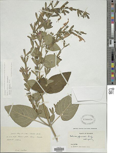 File:Salvia sprucei.jpg