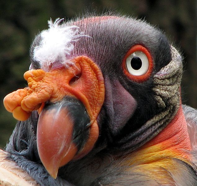 File:Sarcoramphus-papa-king-vulture-closeup-0a.jpg