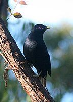 Satin Bowerbird