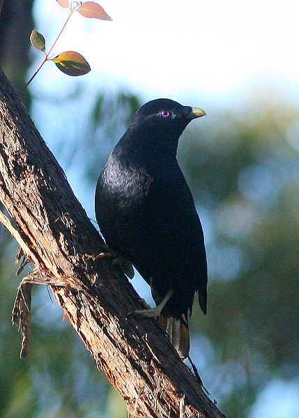 File:Satin Bowerbird.jpg