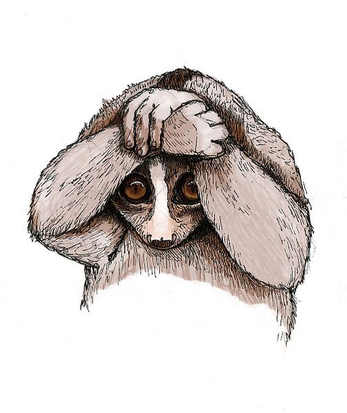 File:Slow loris.jpg