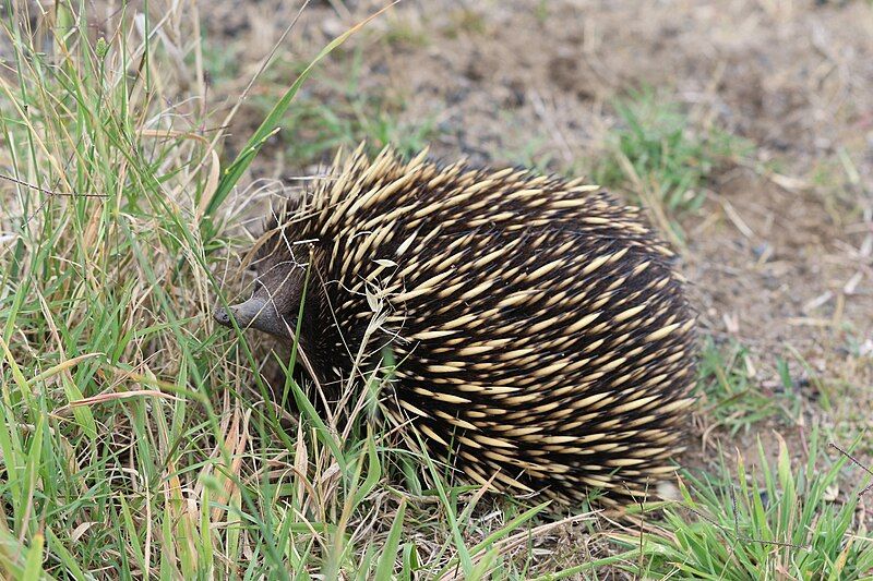 File:Tachyglossus aculeatus (23598816752).jpg