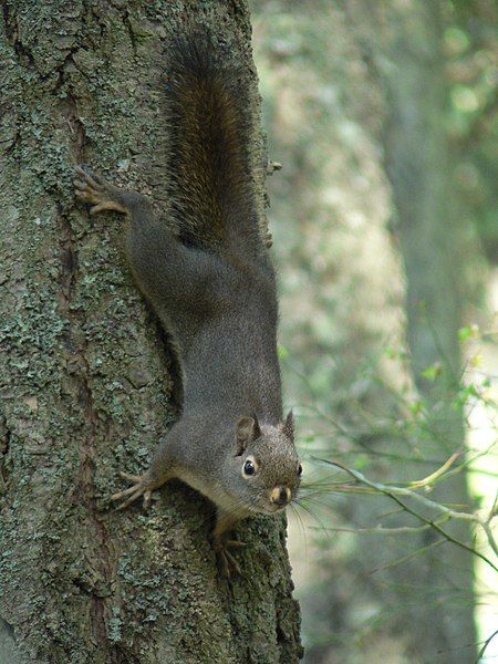 File:Tamiasciurus douglasii 37808.JPG