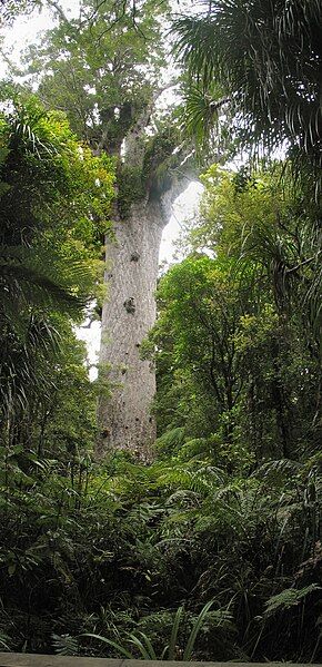 File:Tane Mahuta.jpg