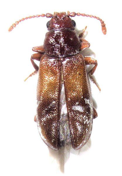 File:Taphropiestes electa.jpg