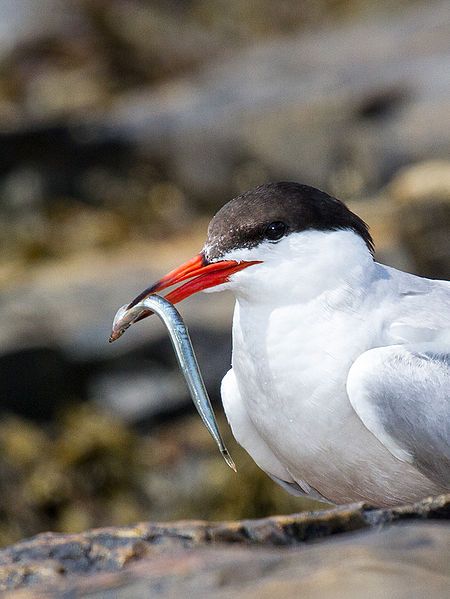 File:Tern-sand-lance.jpg