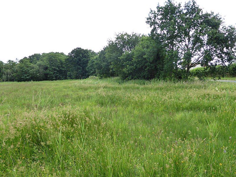 File:Thelnetham Fen 6.jpg