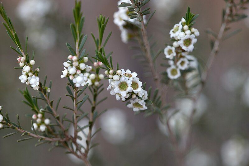 File:Thryptomene hexandra.jpg