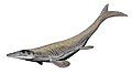 Tylosaurus, North America