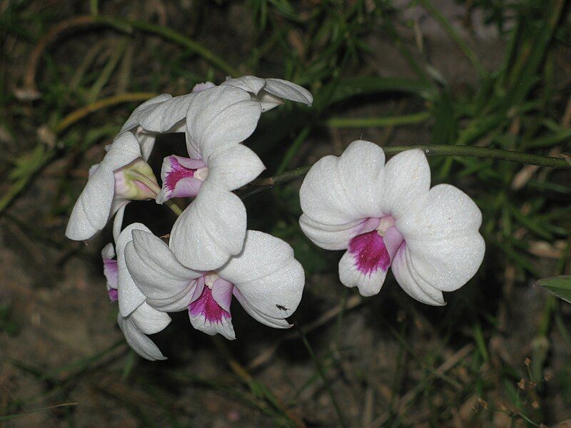 File:Unid orchid21.JPG