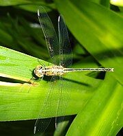 Unidentified Gomphidae