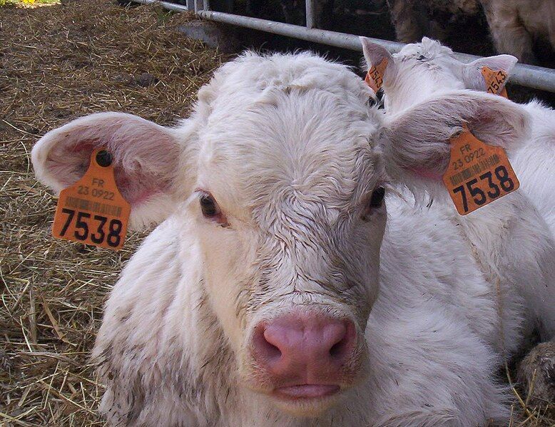 File:Veau boucles.jpg