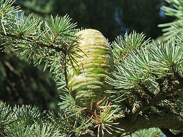 Leaves and female cone