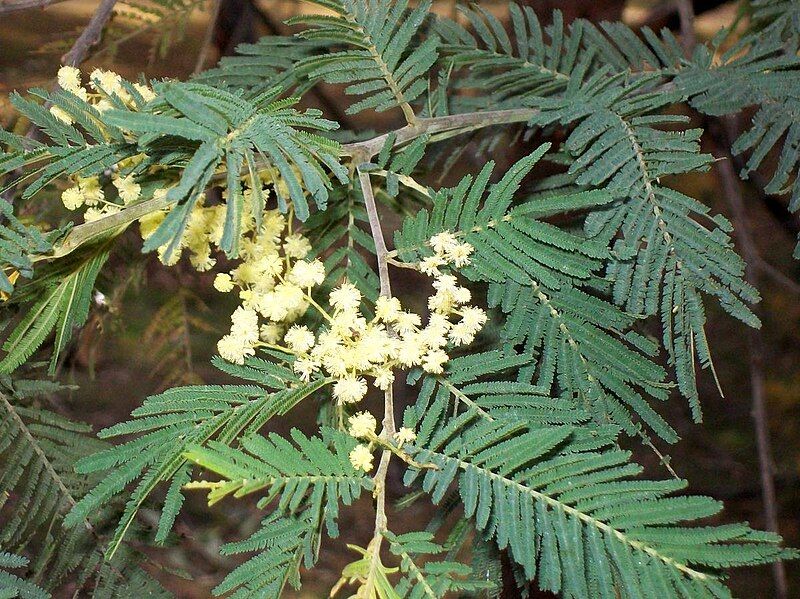 File:Acacia trachyphloia flowering.jpg