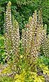 Acanthus spinosus