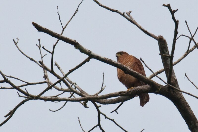 File:Accipiter superciliosus.jpg