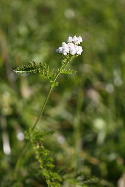 File:Achillea pratensis 2.jpg