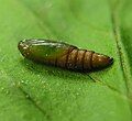 Pupa