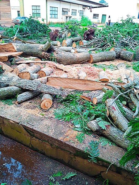 File:Ancient tree logging.jpg