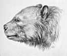 Black and white drawing of bear head