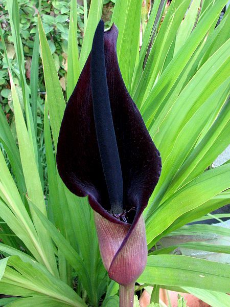 File:Arum palaestinum flower.jpg