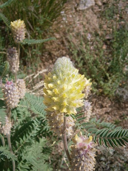 File:Astragalus centralpinus 003.JPG