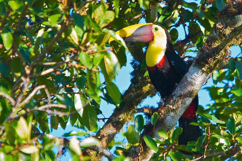 File:Black-mandibled Toucan 2012.jpg