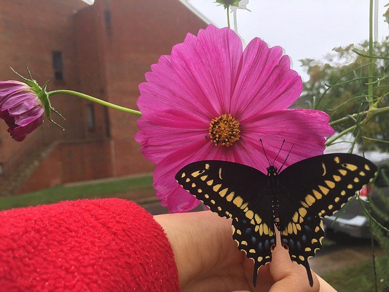 File:Black Swallowtail.jpg