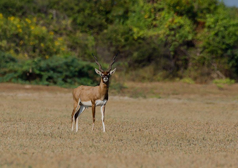 File:Blackbuck antelope.jpg