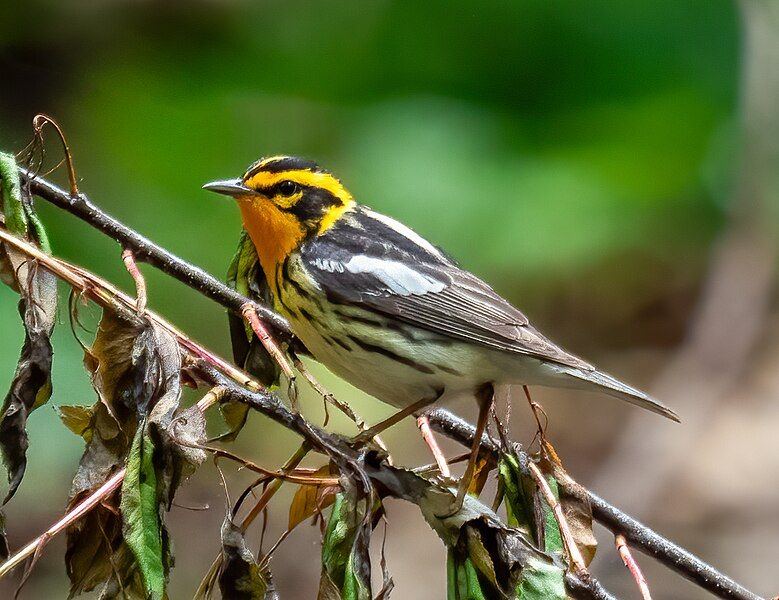 File:Blackburnian warbler (71064).jpg