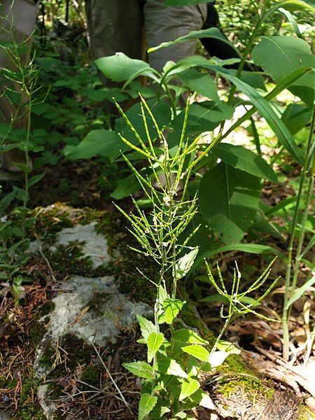 File:Boechera patens.jpg