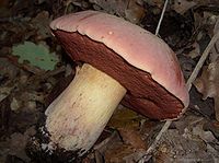 Rubroboletus lupinus