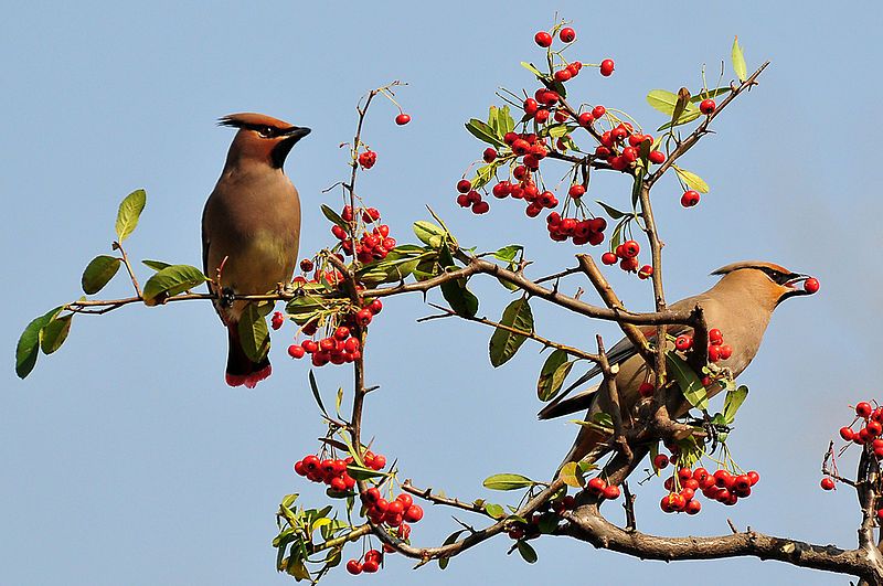 File:Bombycilla japonica (2).jpg