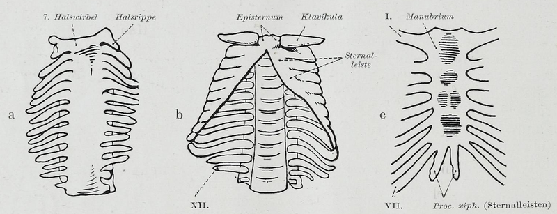 File:Braus 1921 89.png