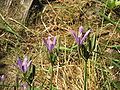 Brodiaea californica opening